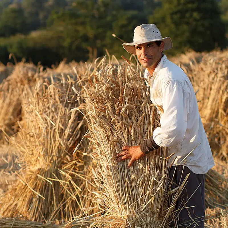 Find a Thatcher | East Anglia Master Thatchers Association